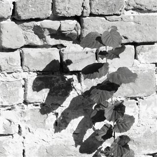 blätter + schatten vor heller mauer